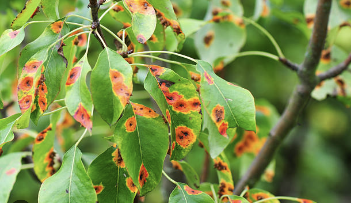 Precision Farming System